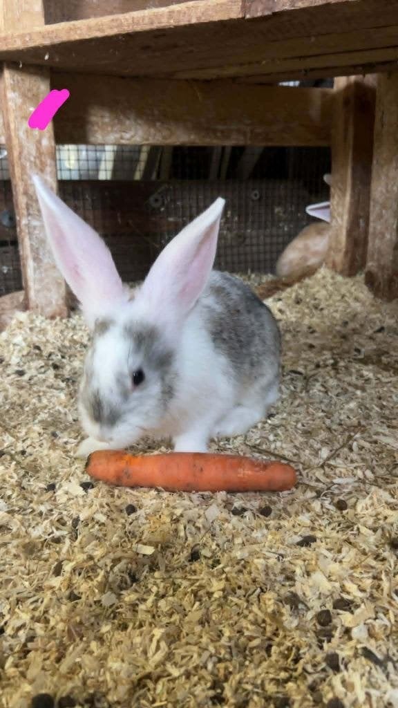 Reus konijnen, Plusieurs animaux, Grand, 0 à 2 ans