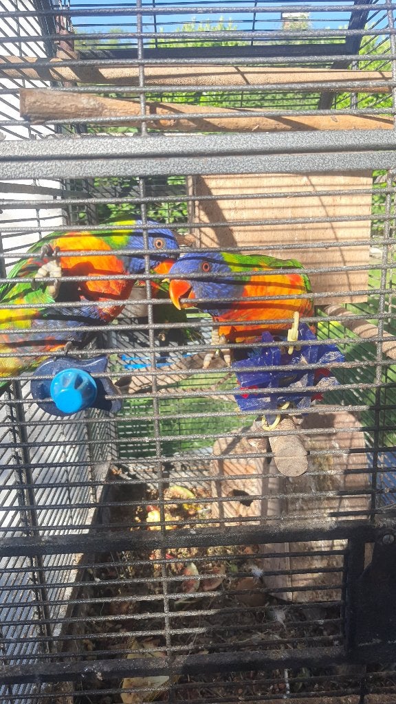 Lori's van blauwe bergen, Dieren en Toebehoren, Meerdere dieren, Papegaai