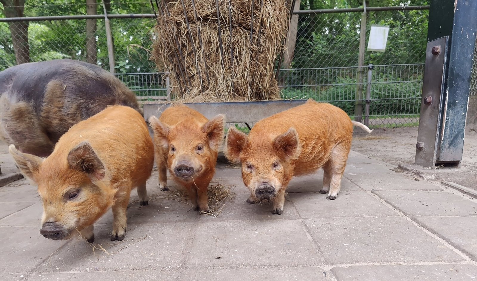 Varkentjes te koop bij Intresse bel +32 495 72 45 78
