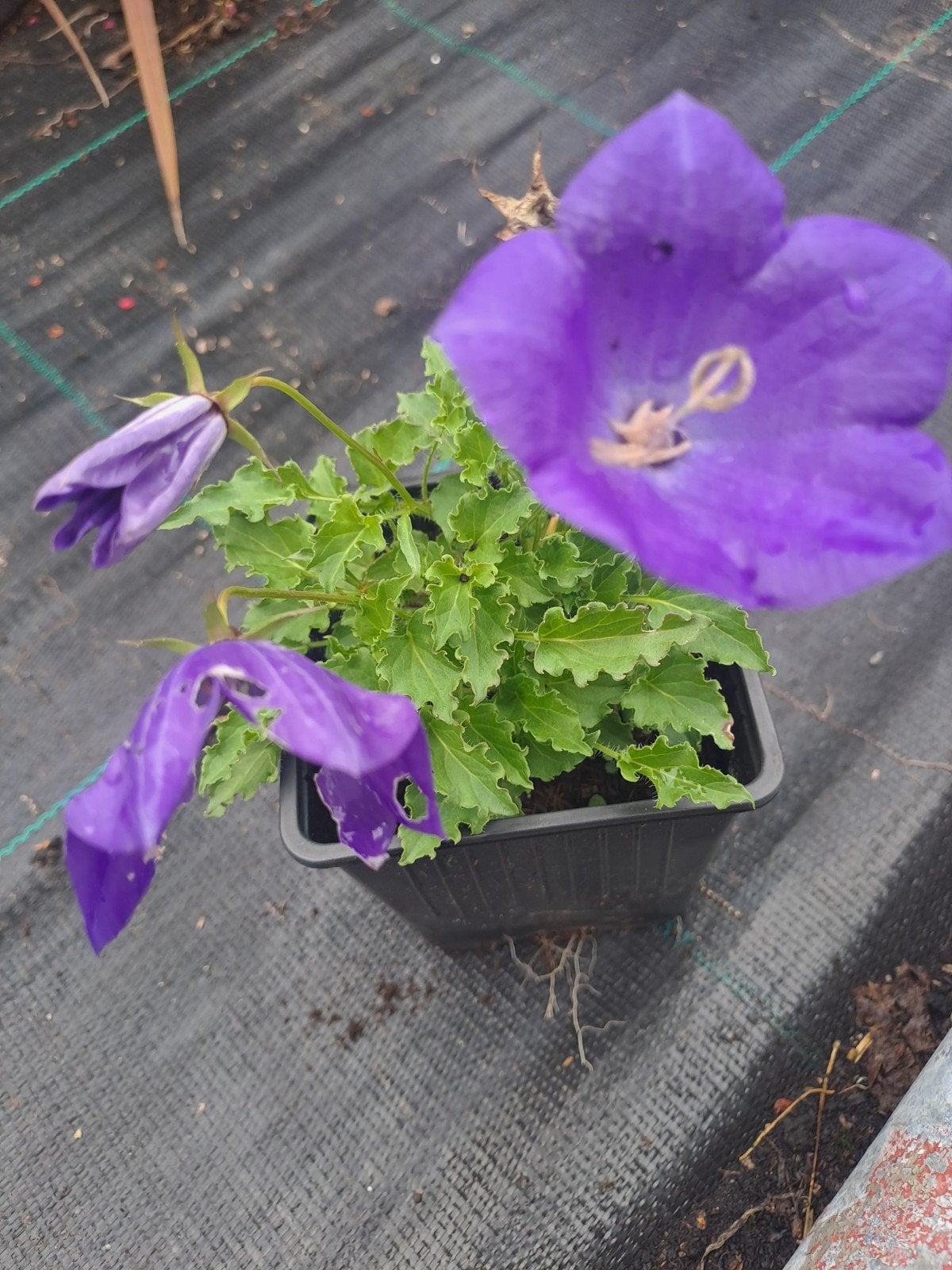 Campanula Blaue Clips, Tuin en Terras, Ophalen