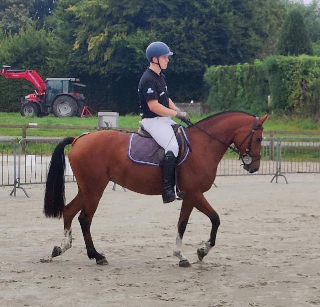 4 jarige Franches-Montagnes/Freiberger merrie met veldtest., Dieren en Toebehoren, Merrie, B