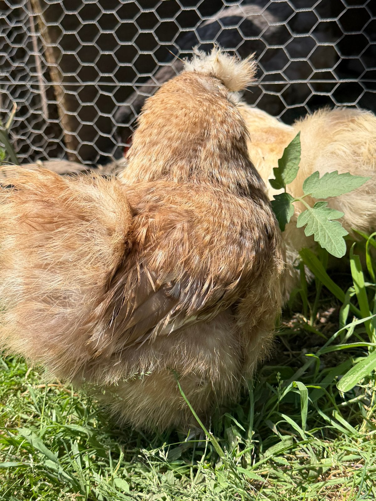 3 USA Zijdehoen kippen & haan, Poule ou poulet