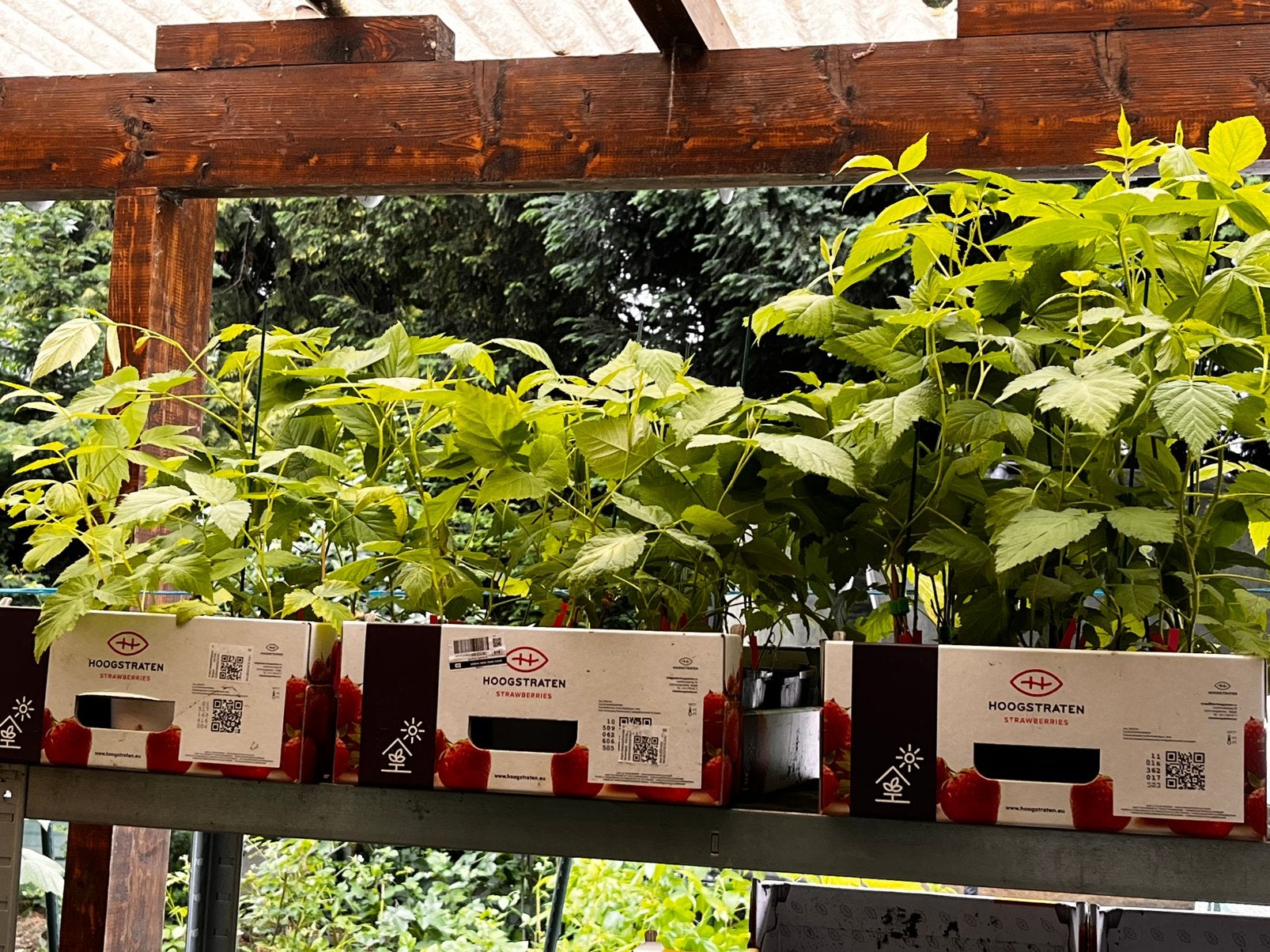 Jeunes plants de framboisiers à vendre — 30 pièces 60€, Enlèvement ou Envoi