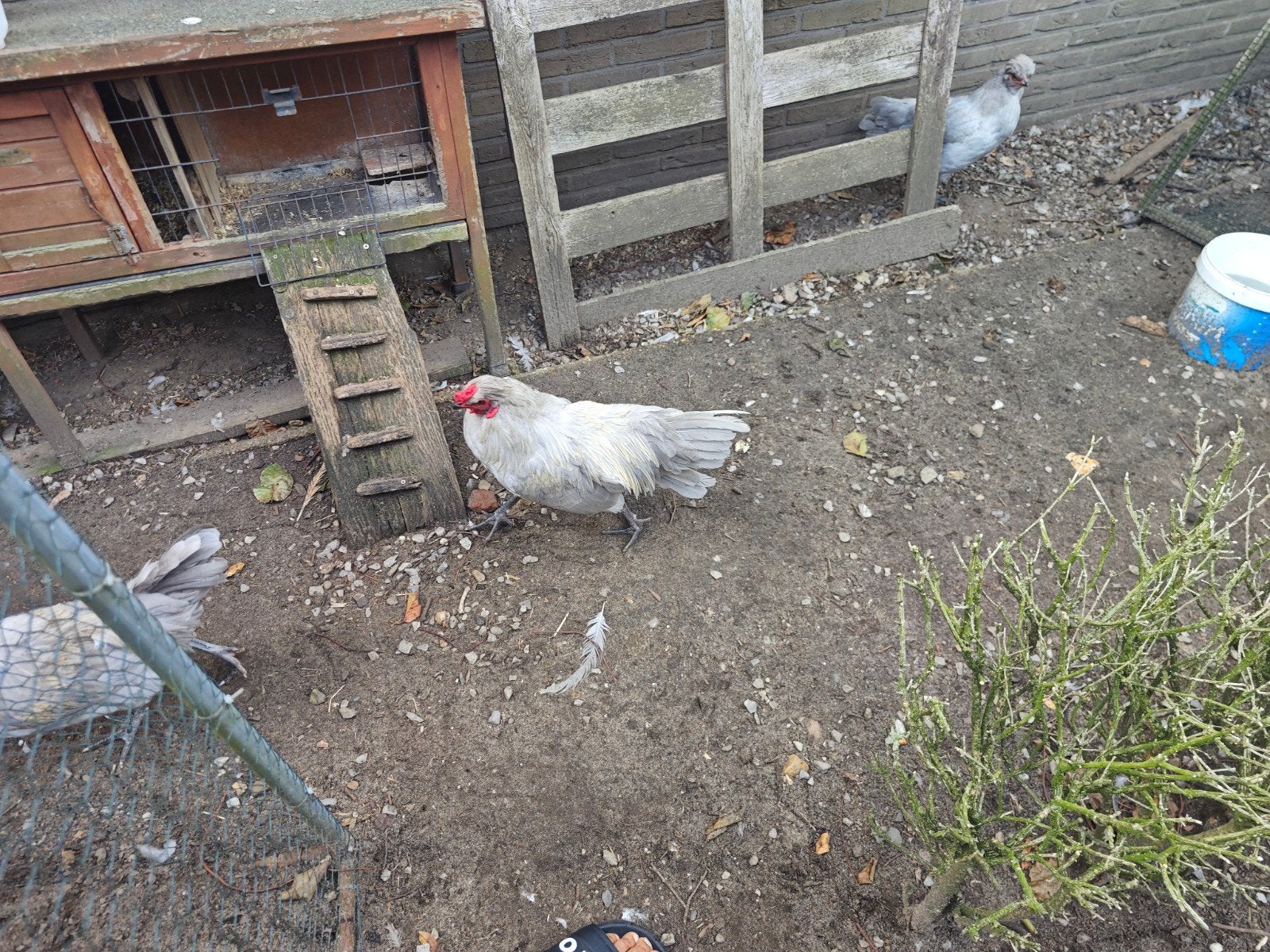 Lavender Araucana Hanen, Dieren en Toebehoren, Mannelijk, Kip