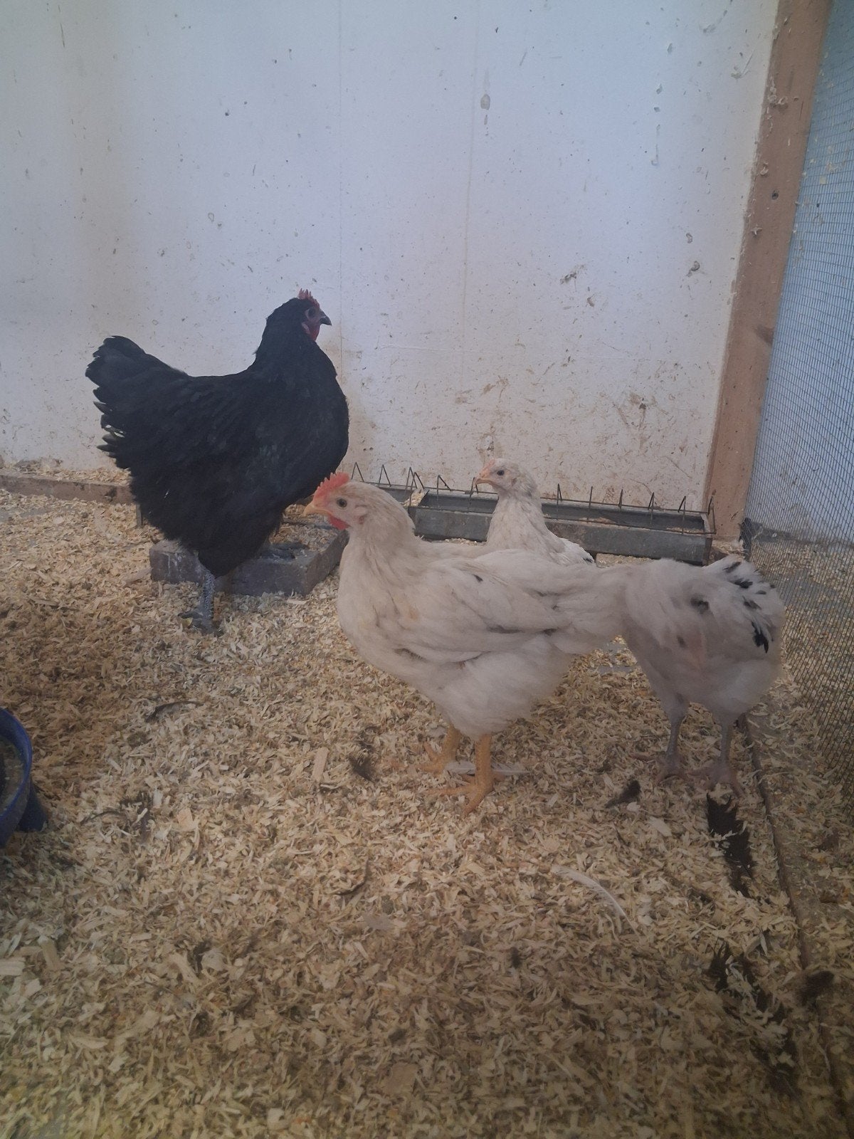 kip met 3 kuikens, Dieren en Toebehoren, Meerdere dieren, Kip