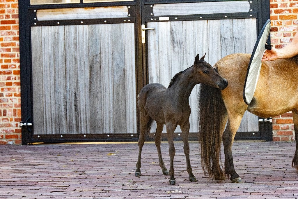 100% Amerikaanse Miniatuurpaardjes AMHA AMHR ASPC, Dieren en Toebehoren, Pony's