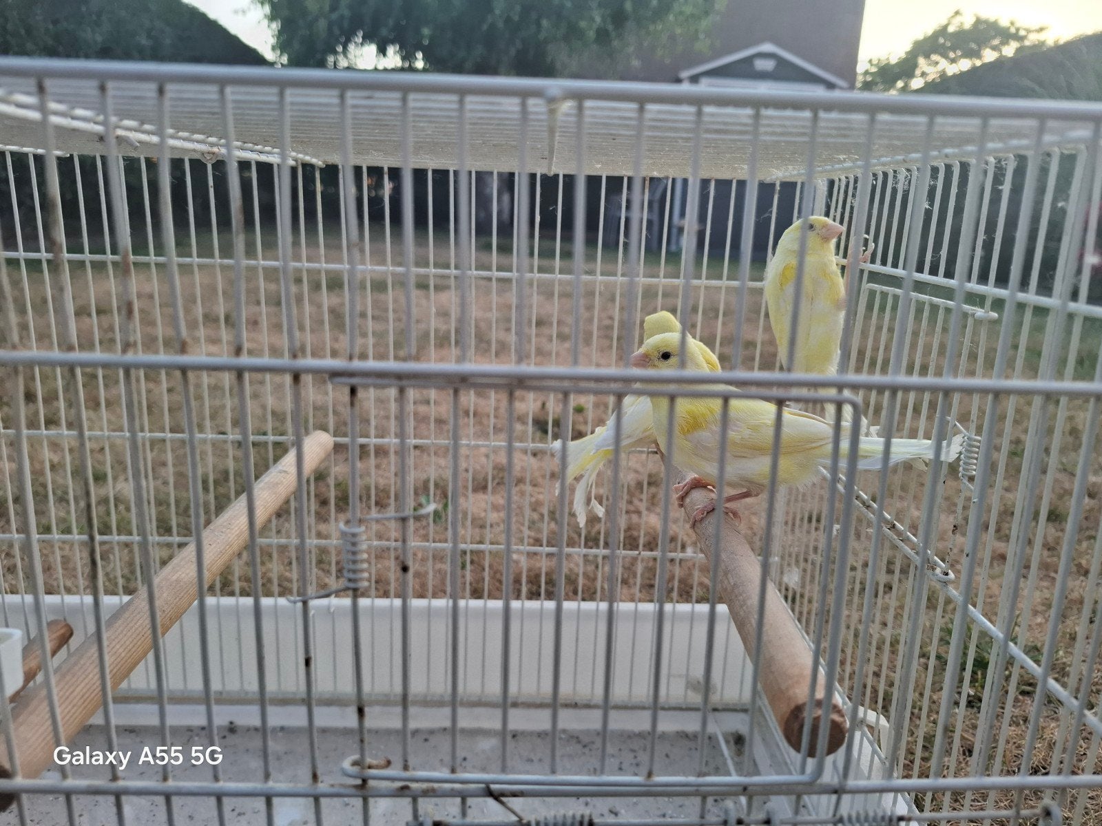 Kanaries, Dieren en Toebehoren, Vogels | Kanaries
