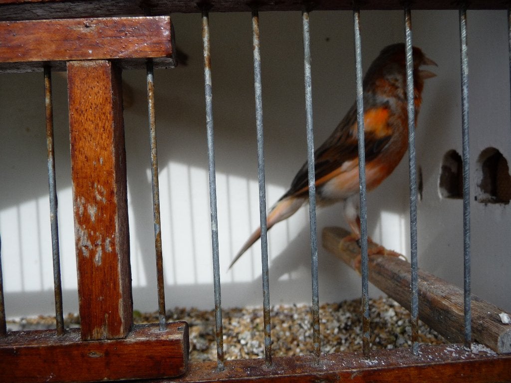 kanarievogel, Plusieurs animaux, Canari de couleur