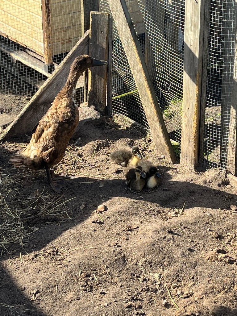 Loopeend met kuikens, Plusieurs animaux, Canard