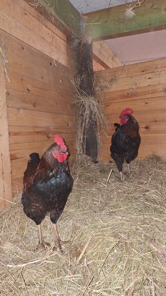 2 zwarte leghorn haan, Jardin & Terrasse, Enlèvement