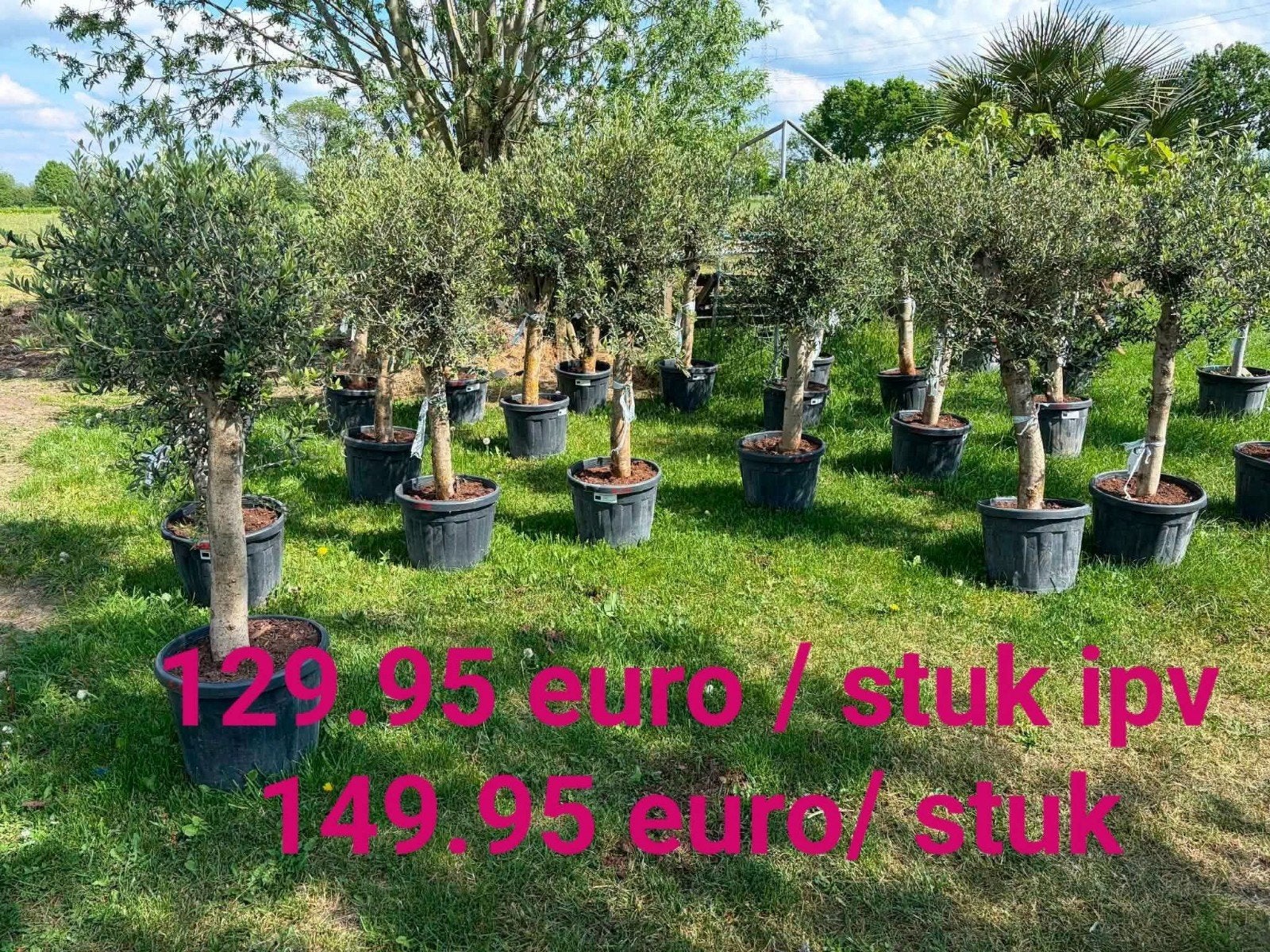 ‼️olijfbomen olea europaea aan promoprijzen ‼️, Tuin en Terras, Ophalen