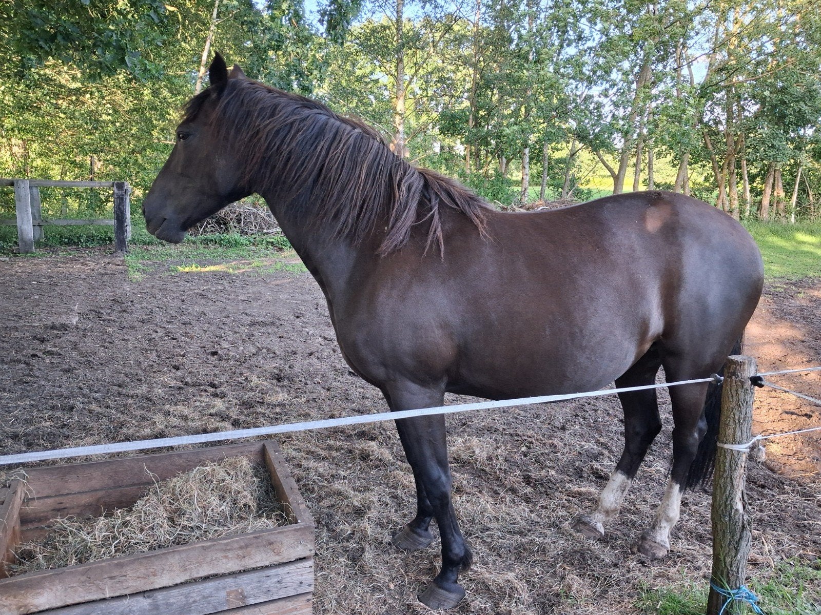 Recreatiepaard/ fokmerrie., Animaux & Accessoires, Chevaux, Cheval de récréation