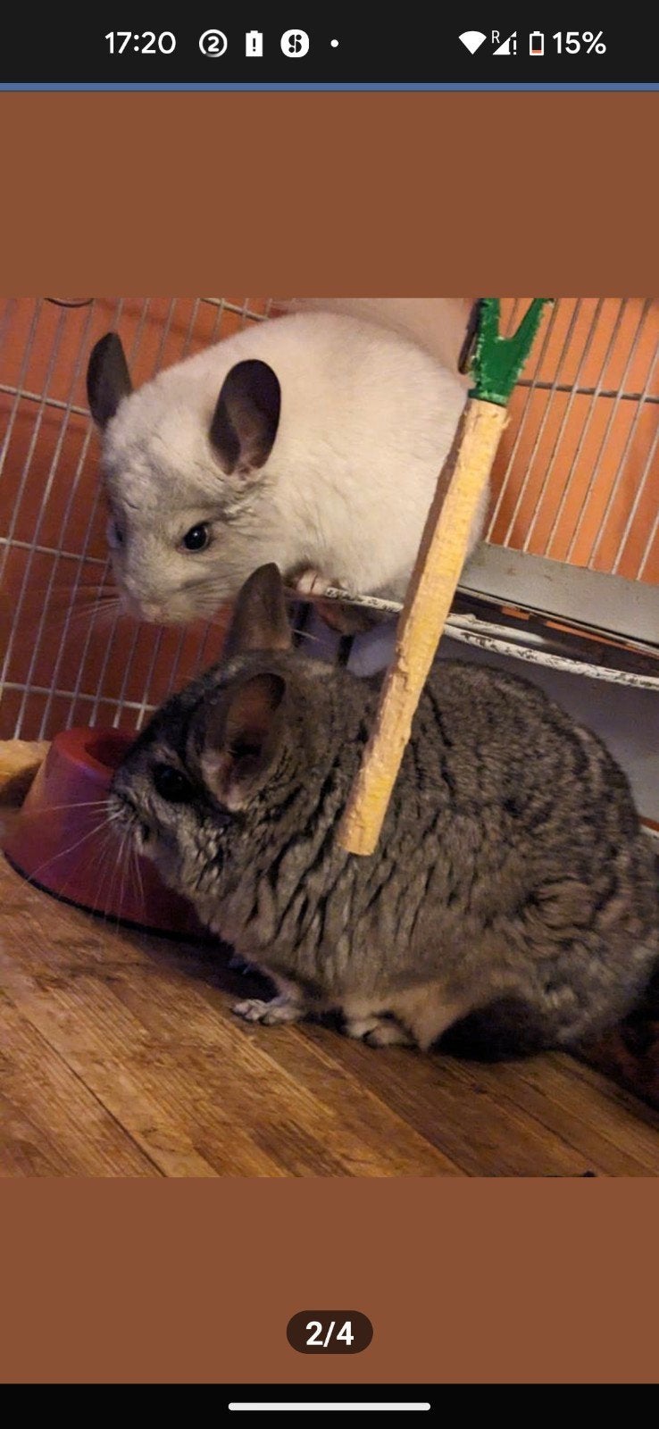 Chinchila vrouwtje, December, Vrouwelijk, Chinchilla