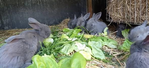 blauwe vlaamse reuzen, Dieren en Toebehoren, Meerdere dieren, Groot, 0 tot 2 jaar