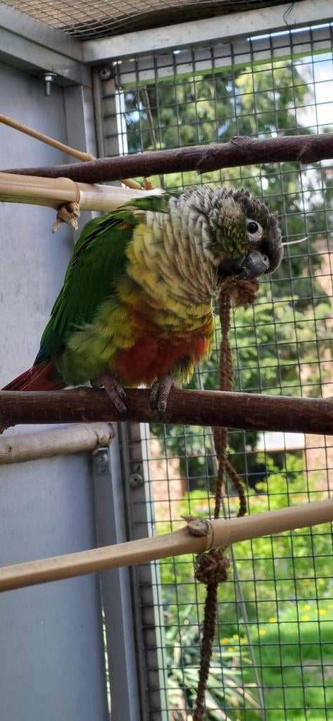 Couple molinae  reproducteur, Animaux & Accessoires, Bagué