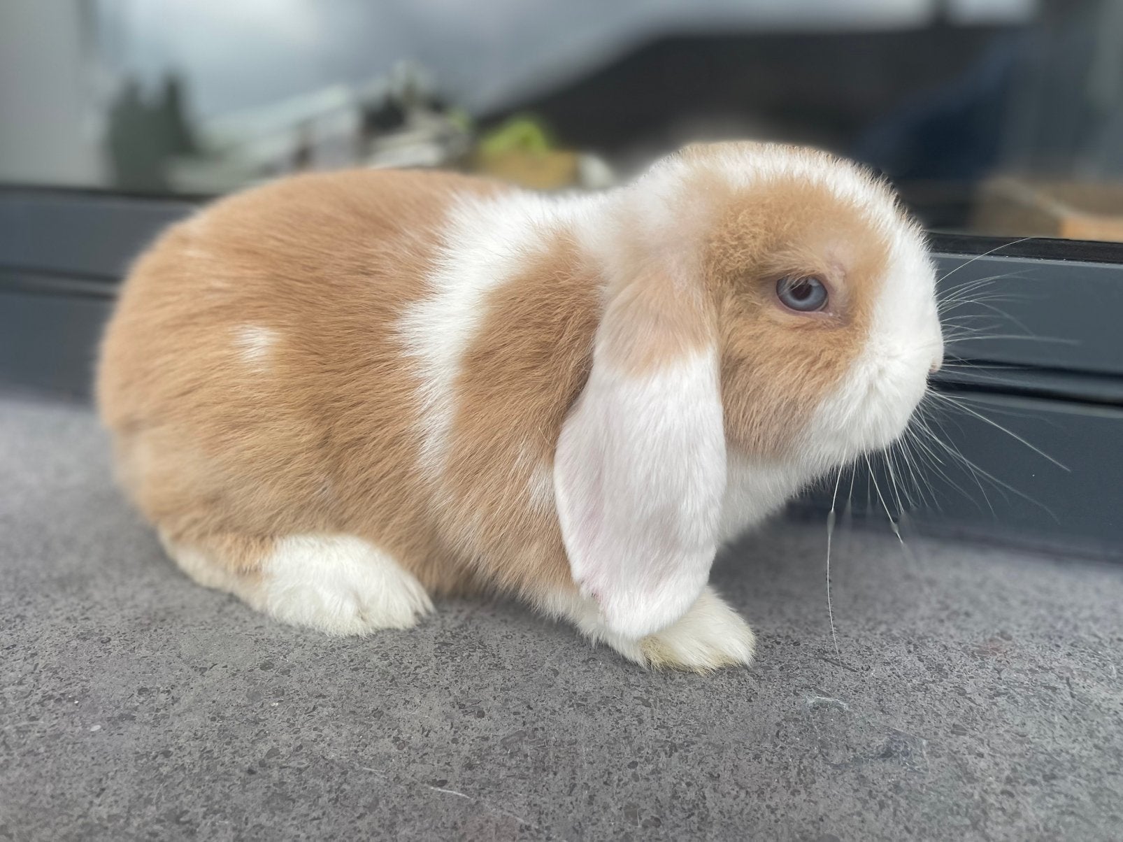 Minilop konijntje, Dieren en Toebehoren, Konijnen