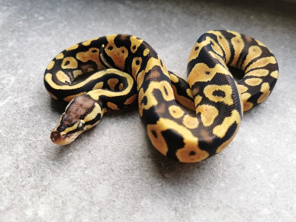 koningspython; 0.1; Pastel (het Clown of het Cryptic) Ball Python photo 4