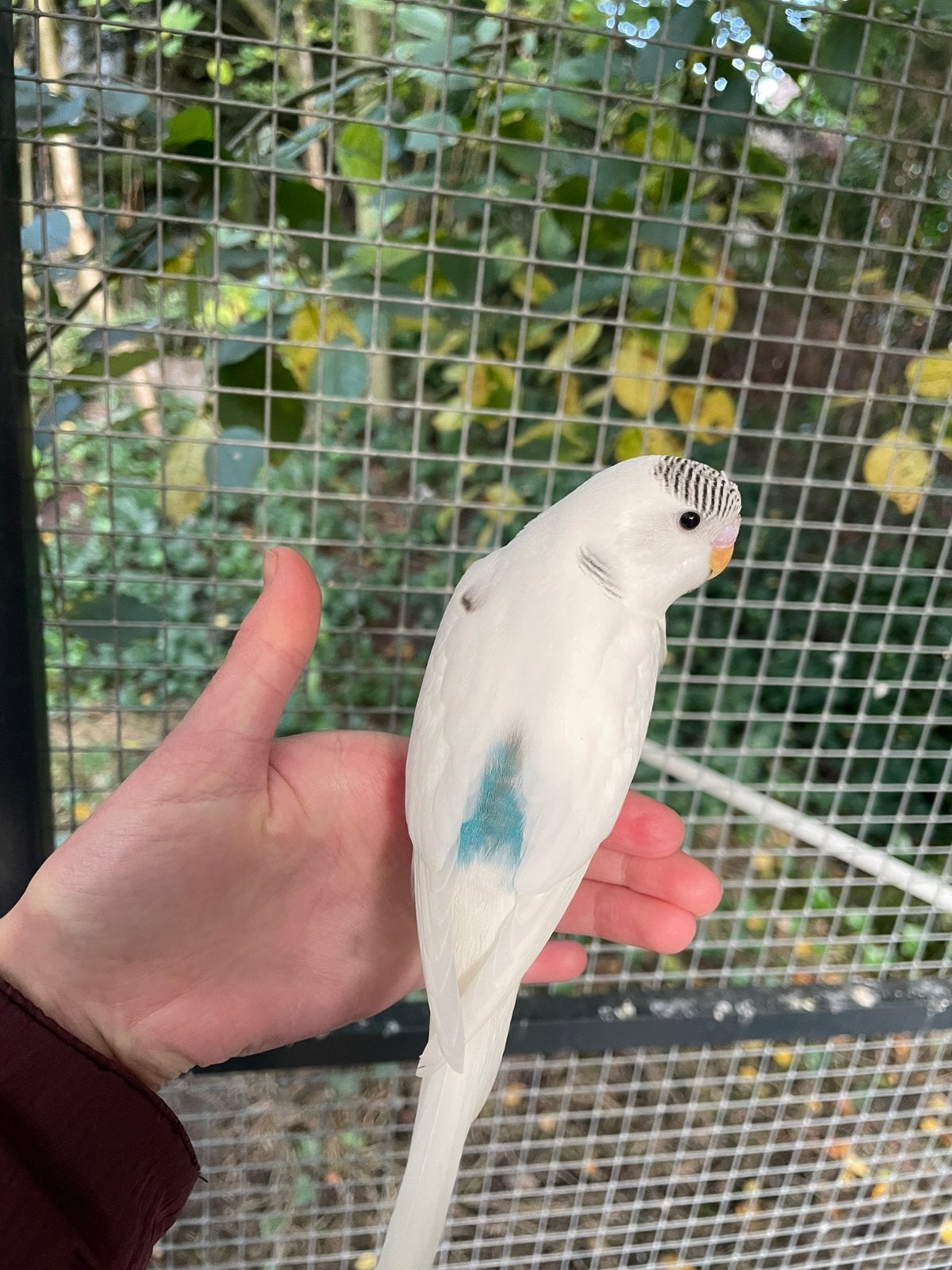 Witte grasparkiet, Geslacht onbekend, Parkiet