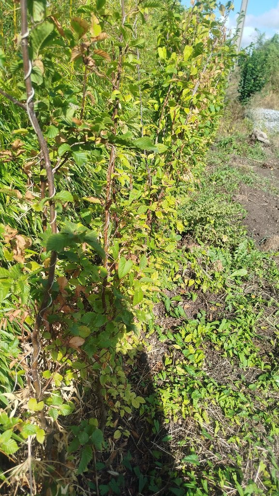 Plants de charme, Jardin & Terrasse, Plantes | Jardin, Enlèvement
