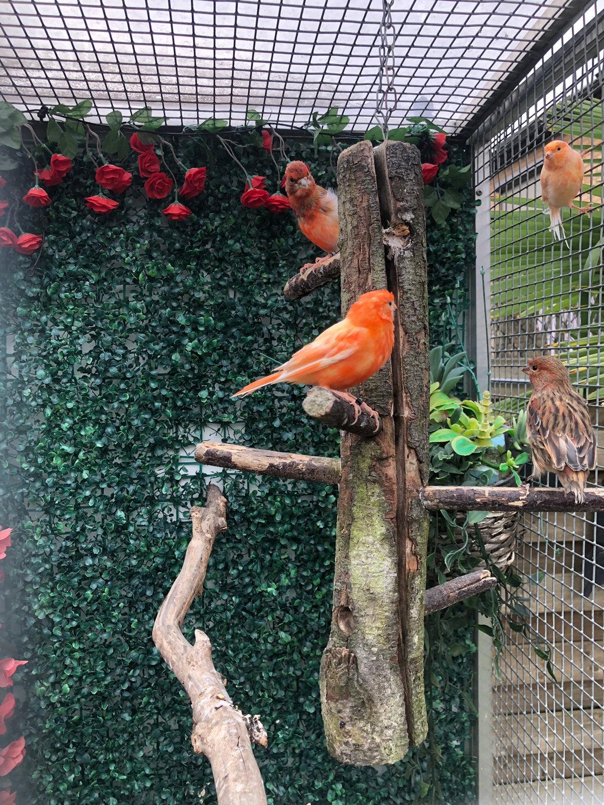 Rood kanaries, Dieren en Toebehoren