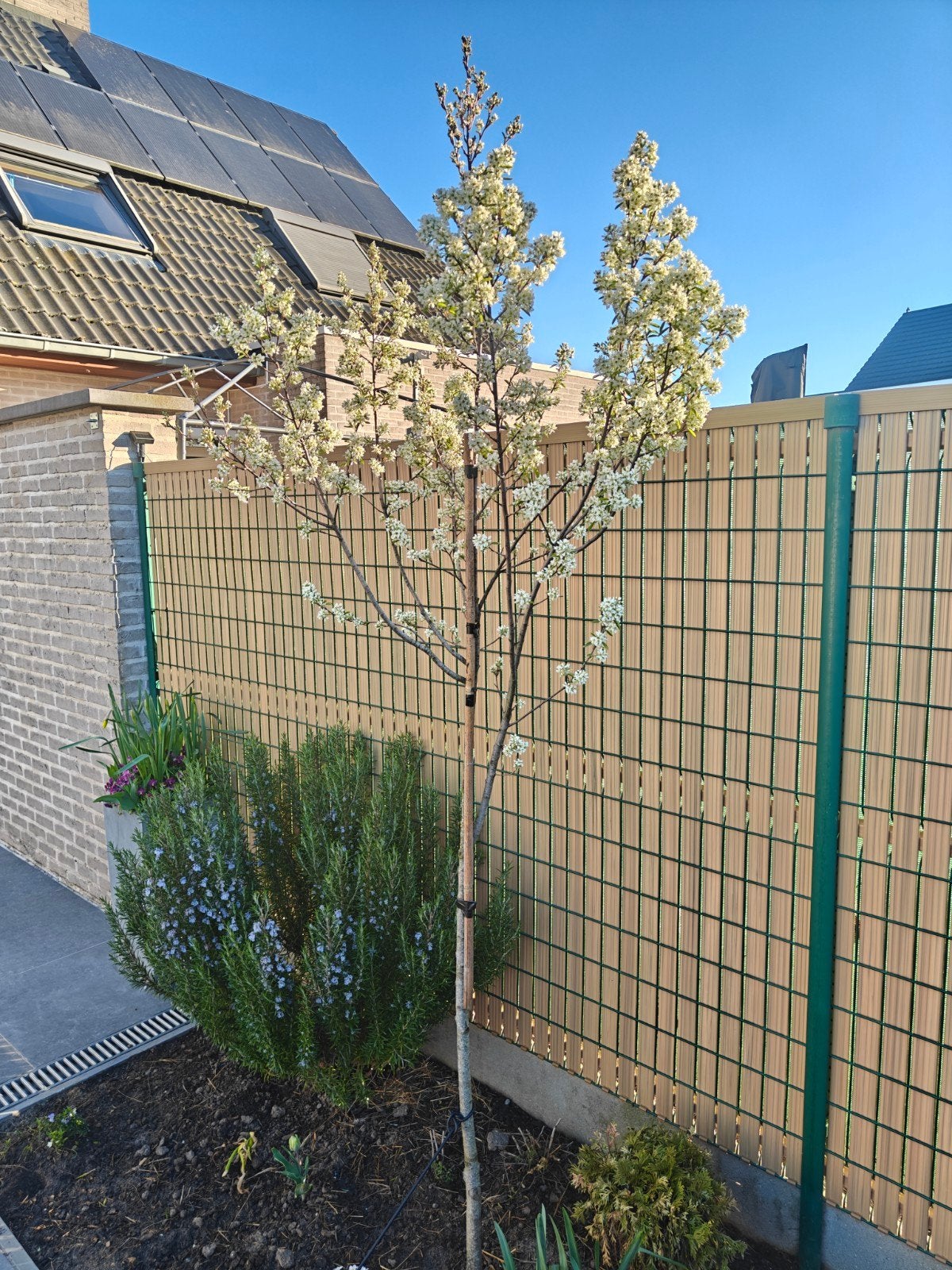 Amelanchier canadensis rainbow pilar / glenform, Tuin en Terras, Ophalen, Herfst
