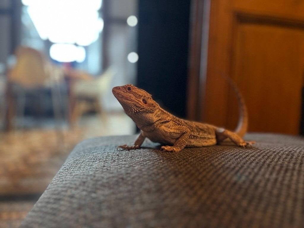 pogona mâle, Hagedis, 3 tot 6 jaar