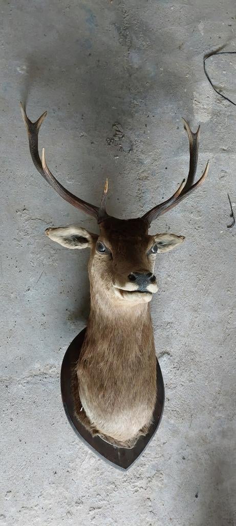 Belle tête de cerf 10, Enlèvement, Cerf