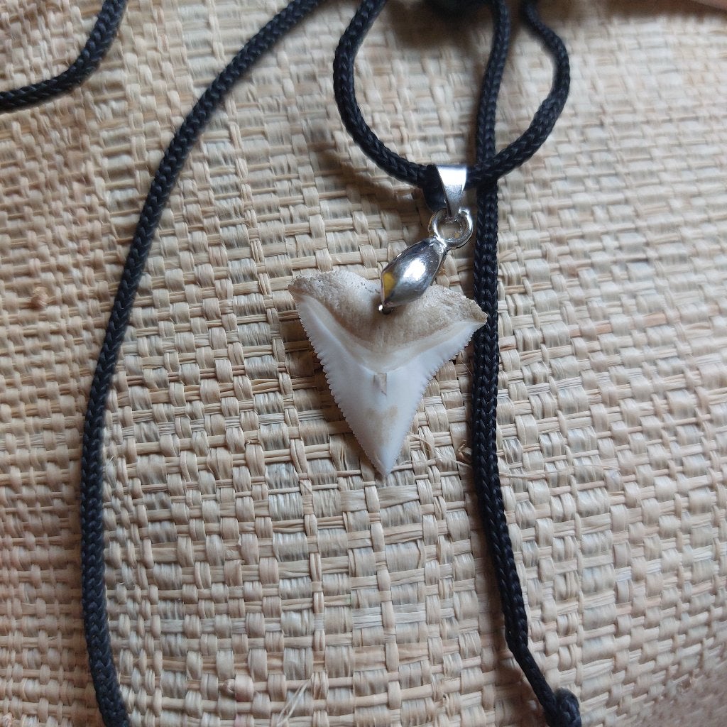 Dent de requin bouledogue de Madagascar en pendentif, Bijoux, Sacs & Beauté, Pendentifs, Enlèvement, Neuf