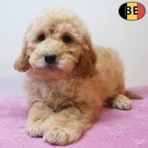 Chiots Cockapoo à vendre — Le meilleur des deux races, Animaux & Accessoires, Chiens | Chihuahuas & Chiens de compagnie, Plusieurs animaux