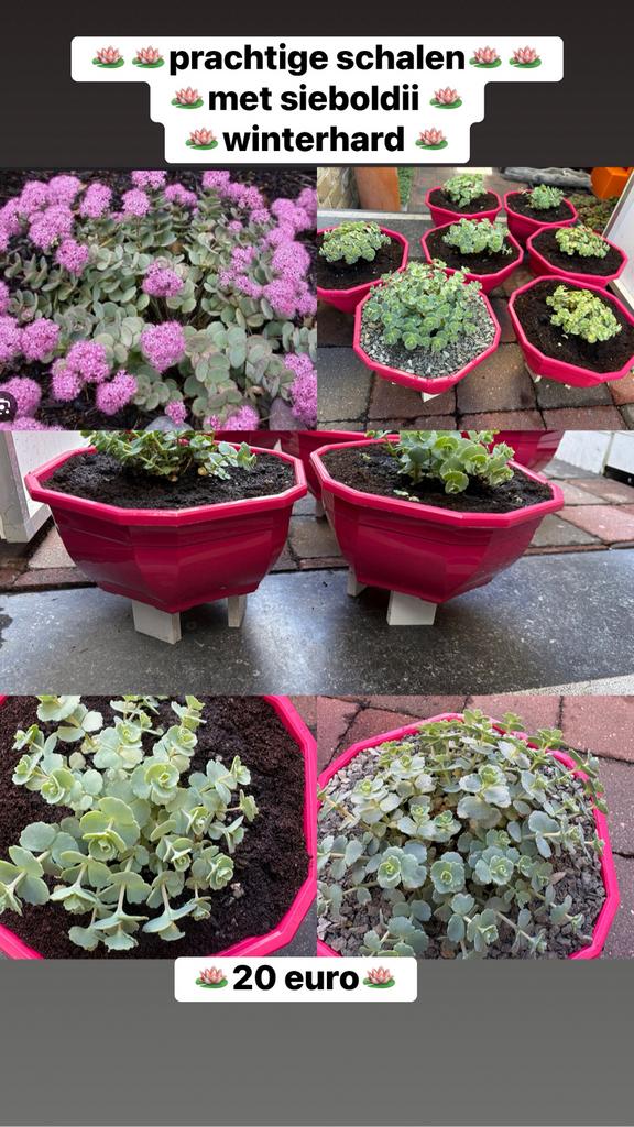 assortiment bloempotten en schalen, Ophalen