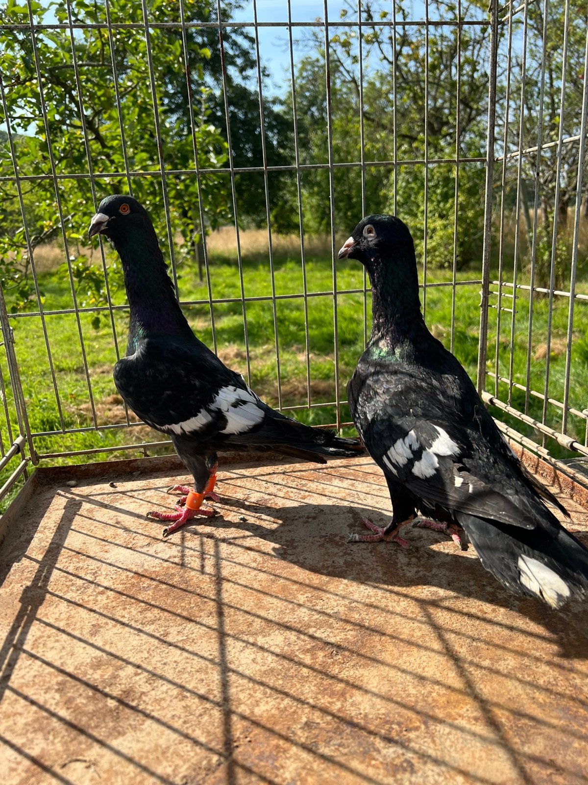 koppel syrische duiven Shakle, Dieren en Toebehoren, Vogels | Duiven