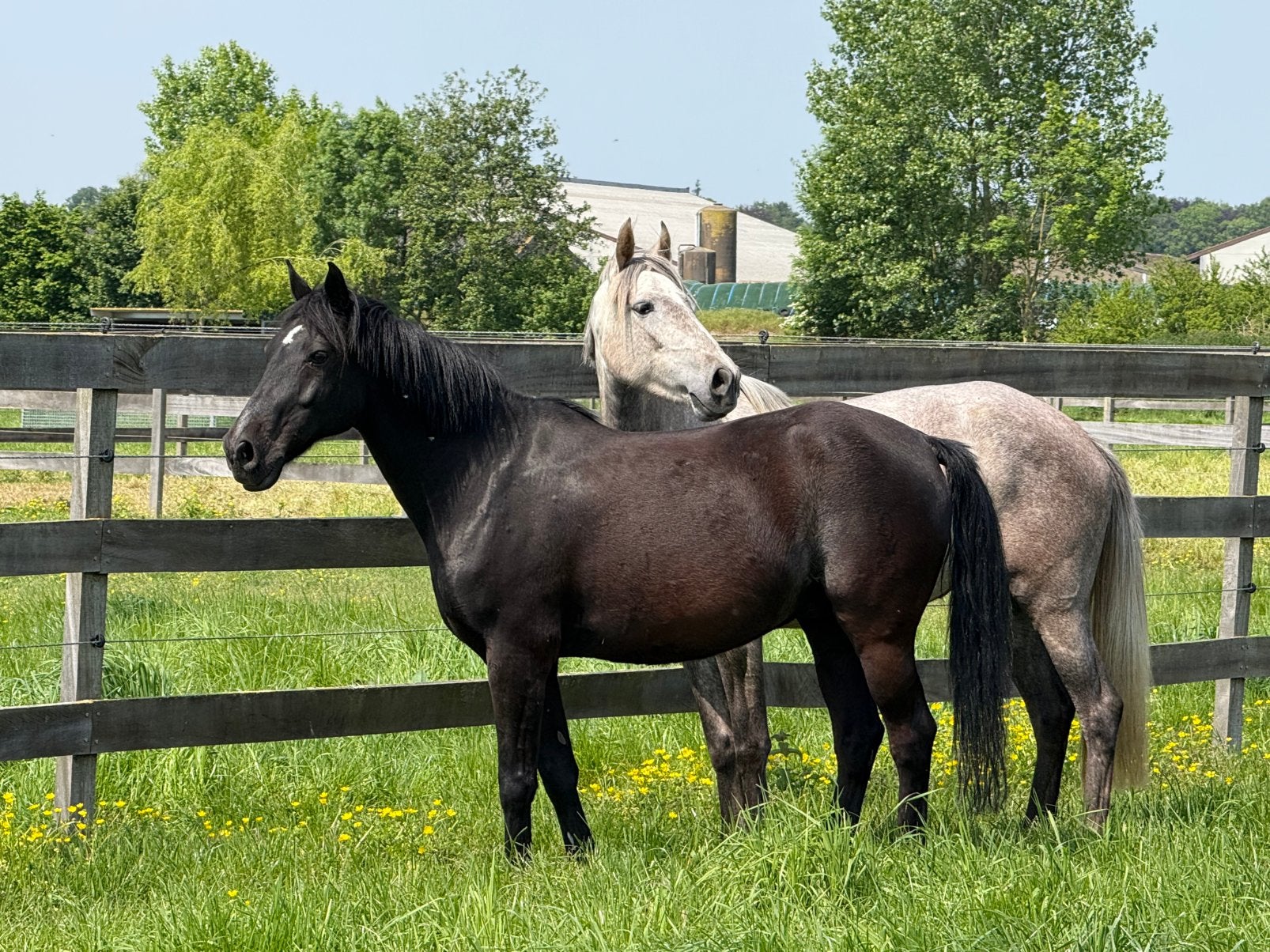 Paard en pony’s, Plusieurs animaux, Ne s'applique pas