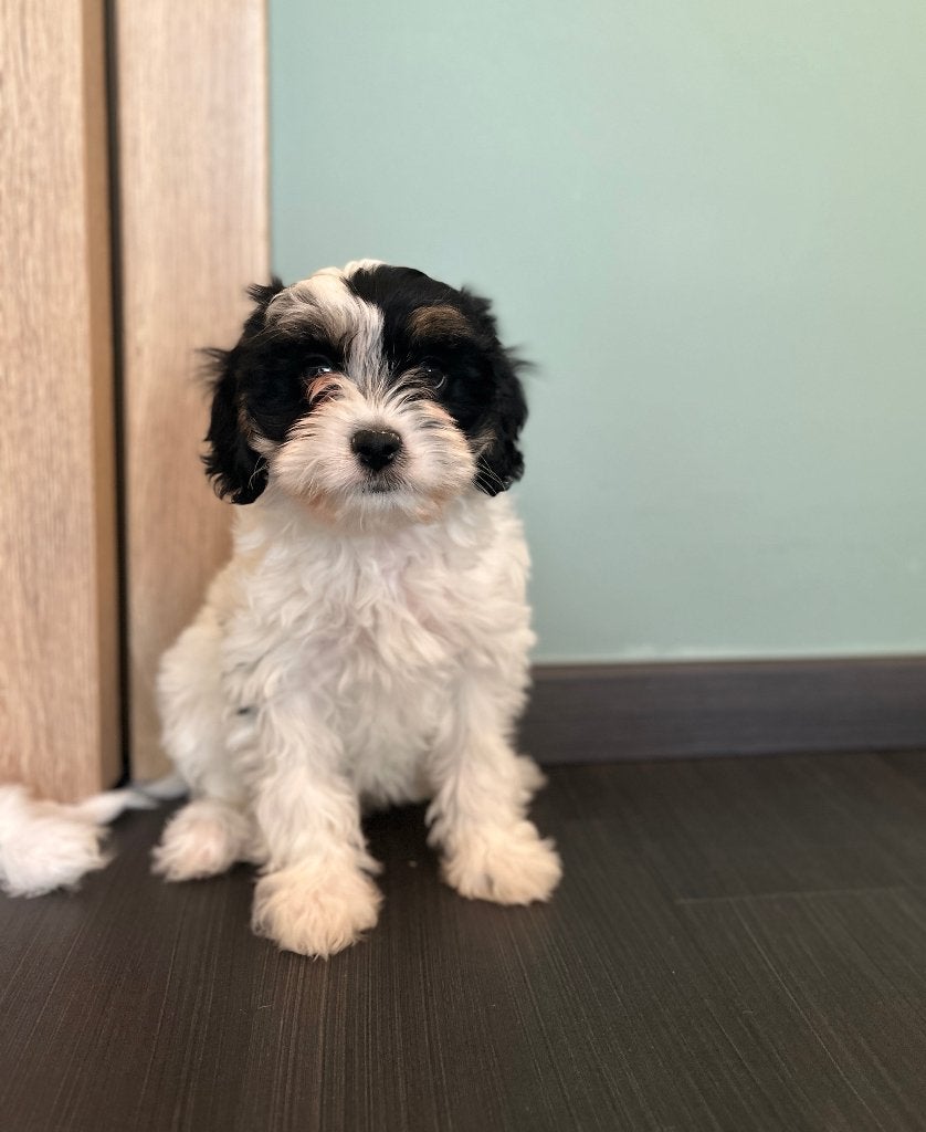 Beaux chiots Cavapoo, Animaux & Accessoires, Caniche, Plusieurs, Hépatite contagieuse (maladie de Rubarth), Belgique