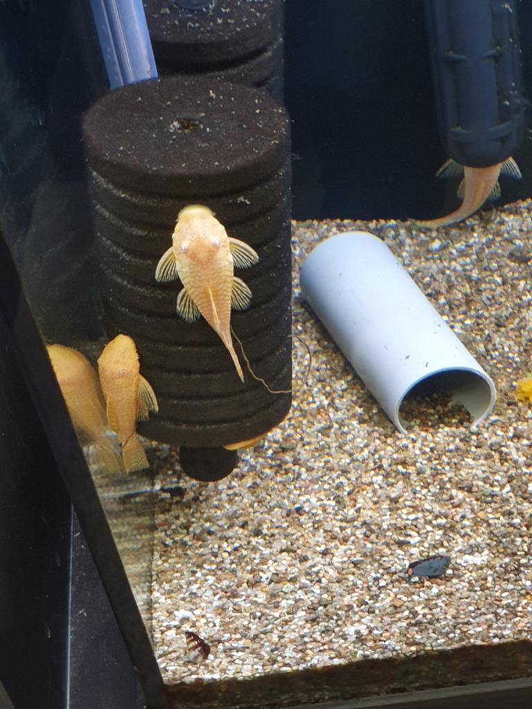 Albino ancistrussen, Dieren en Toebehoren