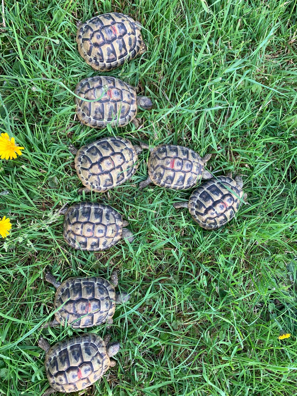 Griekse landschildpad - Testudo Hermanni Boetgerie, Dieren en Toebehoren, Reptielen en Amfibieën, Schildpad, 3 tot 6 jaar