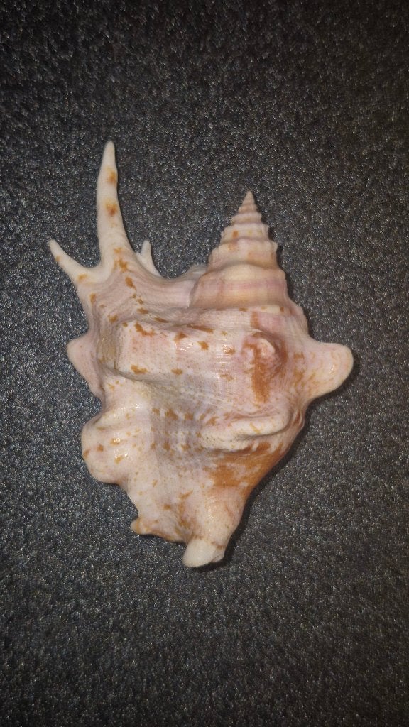 Latissistrombus taurus 82mm Gem Guam. Schelp, Verzamelen, Ophalen of Verzenden, Nieuw, Overige soorten, Overige typen