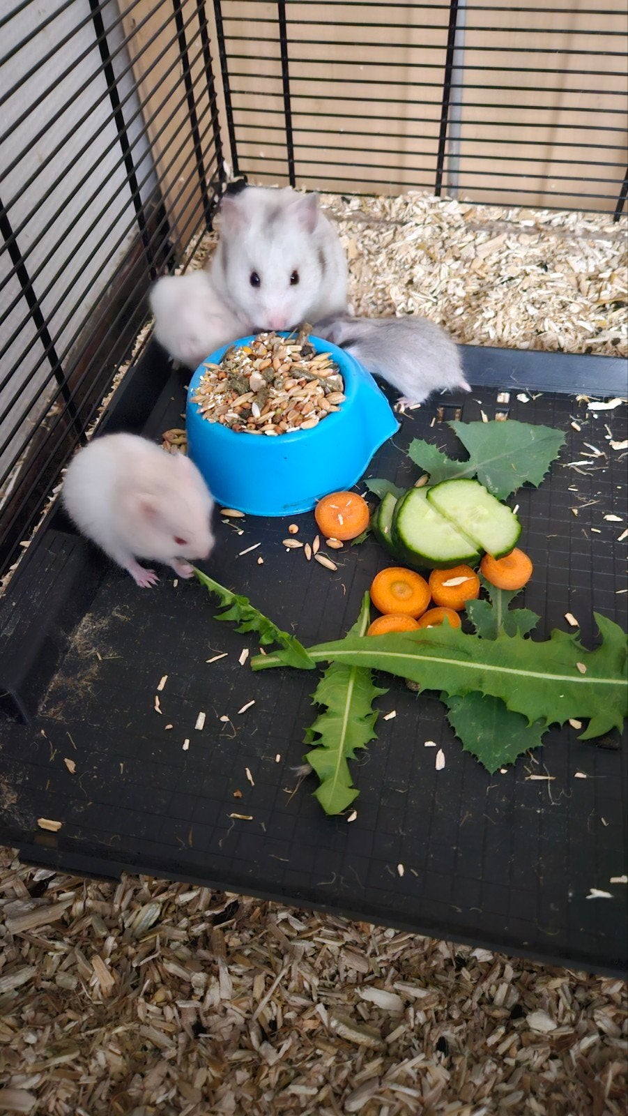 Jonge goudhamsters, Plusieurs animaux, Petit, 0 à 2 ans
