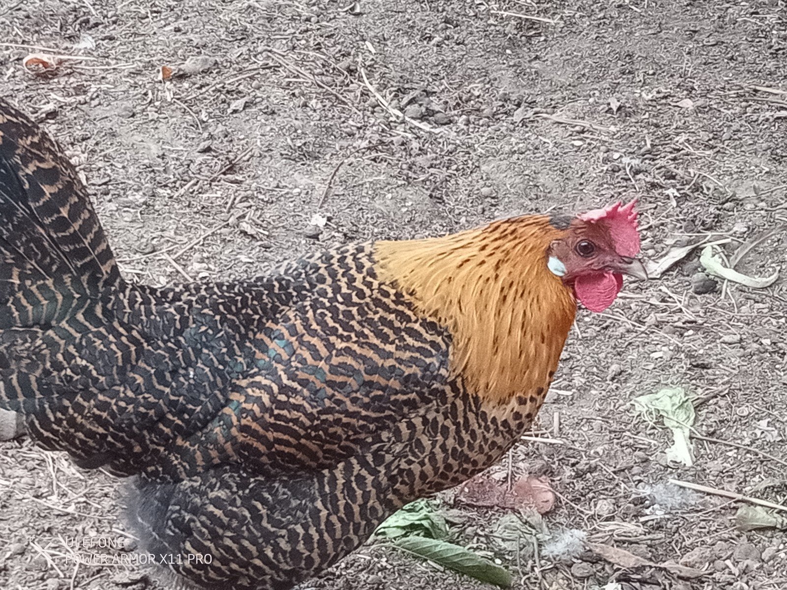 legkippen, Dieren en Toebehoren, Meerdere dieren