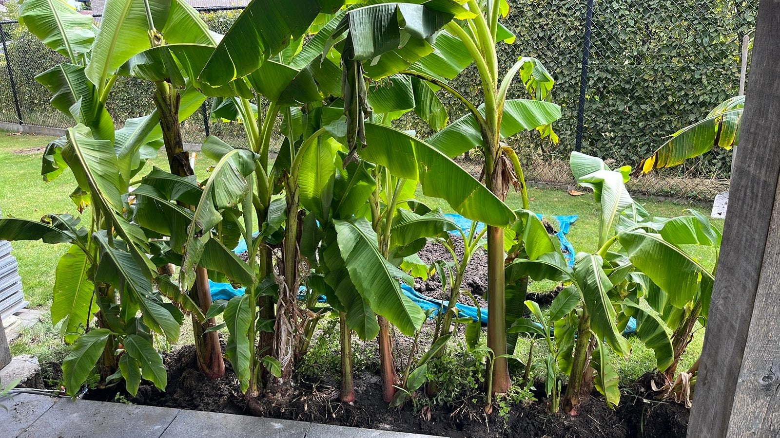 Banaan plant 2m hoog