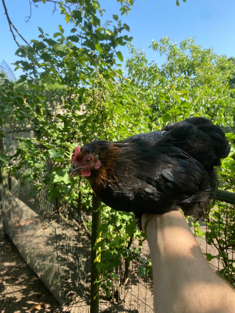Cochinkrielen, Dieren en Toebehoren, Pluimvee
