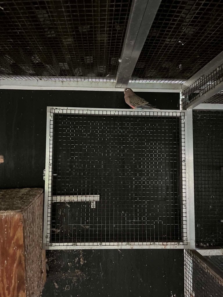 bourkens parkiet split roze, Dieren en Toebehoren, Vogels | Parkieten en Papegaaien, Geslacht onbekend, Parkiet, Geringd