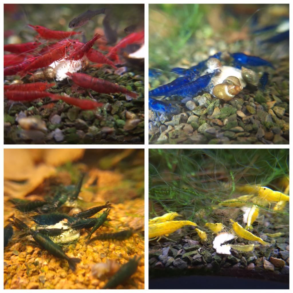 Neocaridina garnalen, Kreeft, Krab of Garnaal, Zoetwatervis, Schoolvis