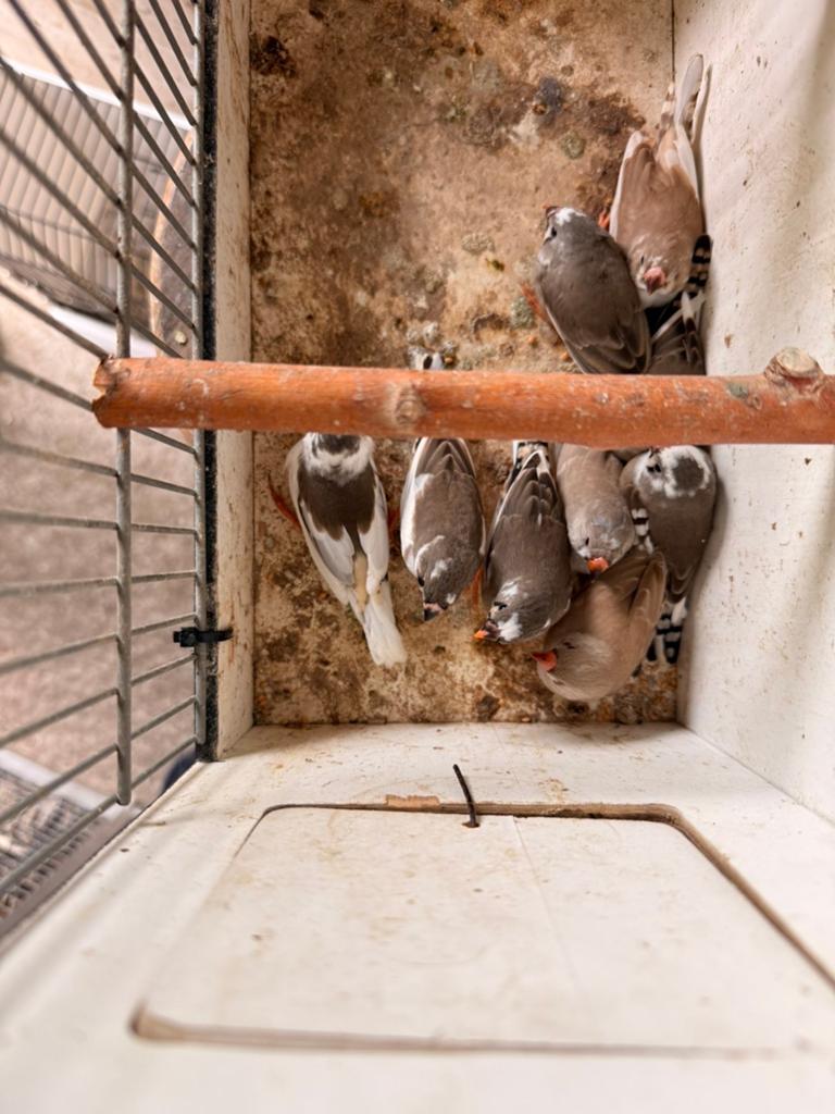9 bonte zebravinken 2026, Dieren en Toebehoren, Vogels | Overige Vogels, Meerdere dieren, Tropenvogel