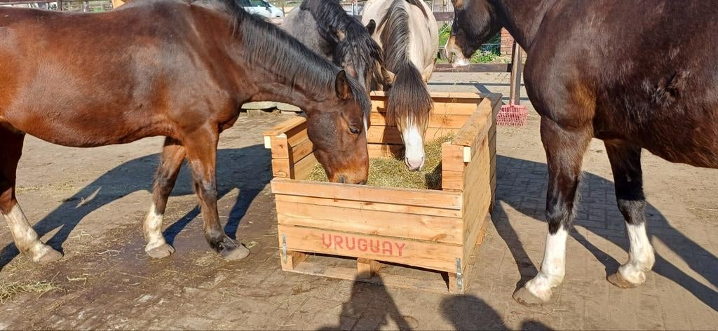 Hooikisten, Dieren en Toebehoren, Paarden, M