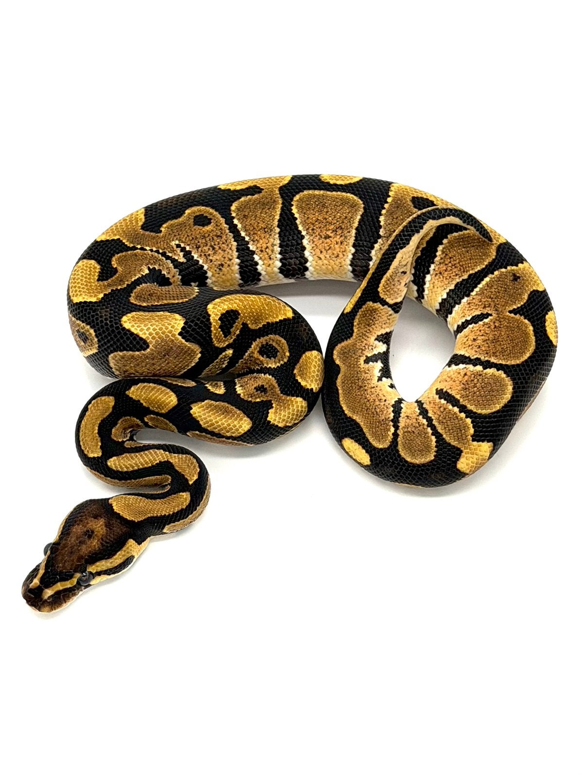 1.0 Het Hypo 66%het Puzzle Ball Python photo 2