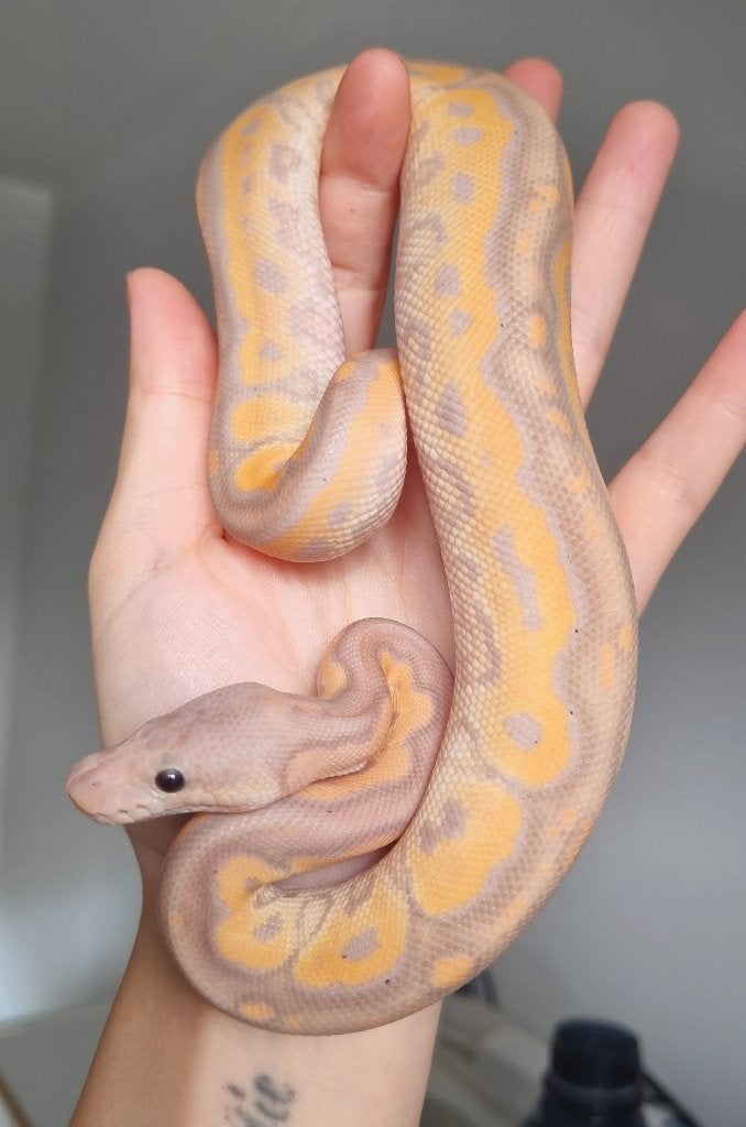 1.0 banana black pastel od (spotnose) clown Ball Python photo 3