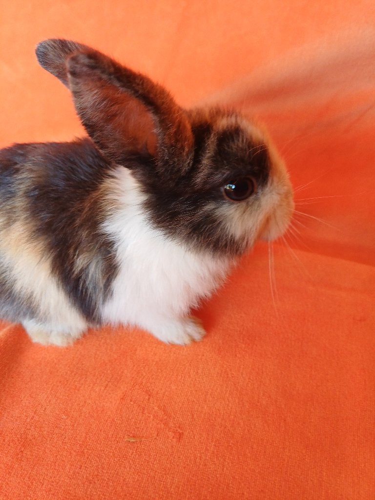 Minilop x dwergkonijn met blauw en bruin oog, Dieren en Toebehoren, Mannelijk, Dwerg, 0 tot 2 jaar