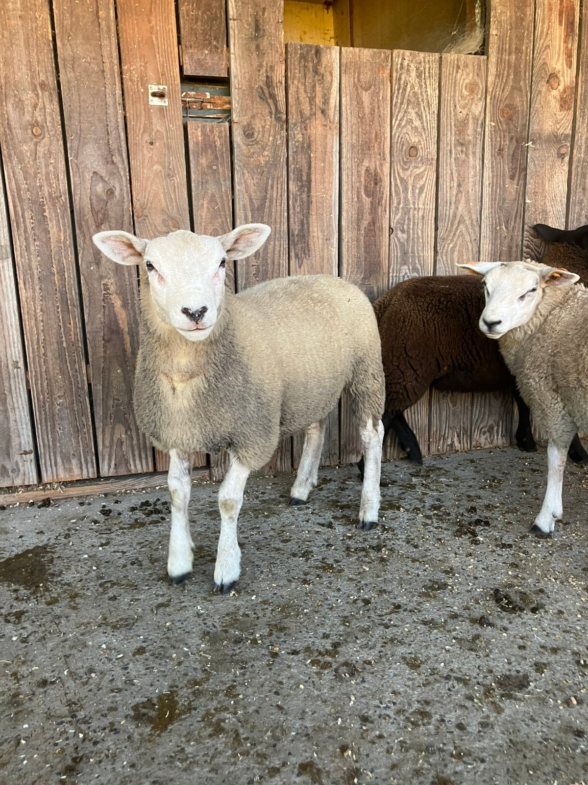 Frans / Engelse Texelaars, Animaux & Accessoires, Moutons, Chèvres & Cochons, Mâle, Mouton, 0 à 2 ans