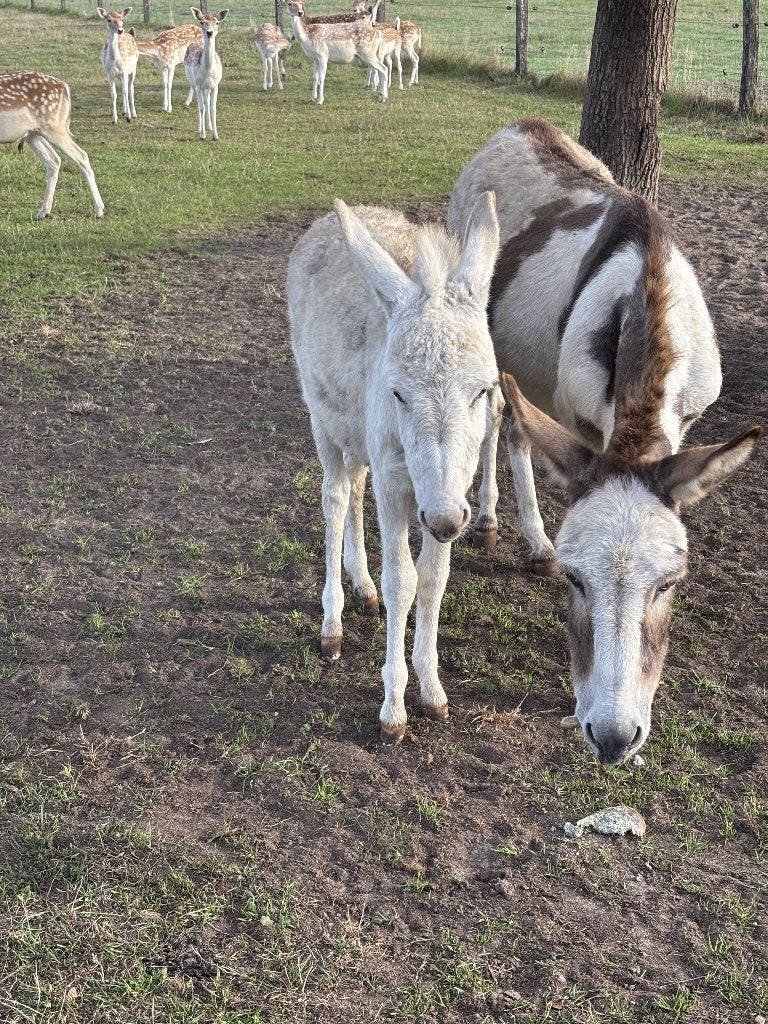 Poulain âne blanc, Étalon, Avec puce électronique, 0 à 2 ans