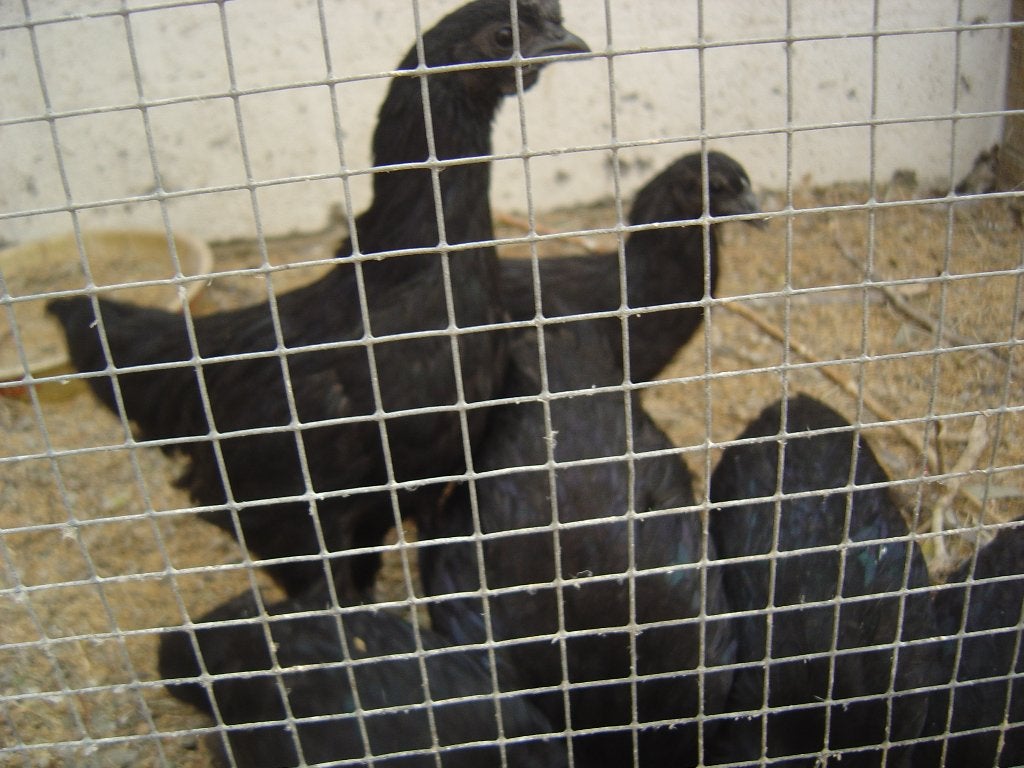 ayam cemani, Dieren en Toebehoren, Meerdere dieren, Kip